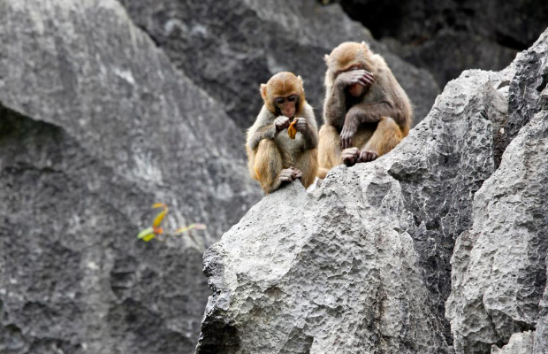 Monkeys in Cat Ba Island
